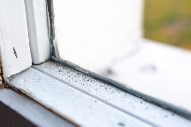 Walker Valley, NY Mold Removal Company
